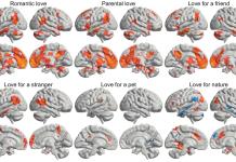 Un estudio desvela dónde reside el amor en el cerebro y cómo se activa