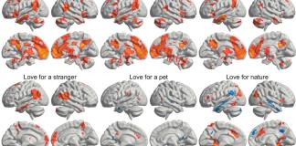 Un estudio desvela dónde reside el amor en el cerebro y cómo se activa