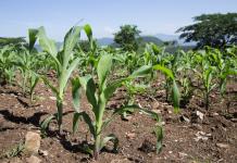 En un escenario crítico, huertos comunitarios destacan en producción de alimentos