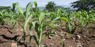 En un escenario crítico, huertos comunitarios destacan en producción de alimentos