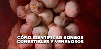 Cómo identificar hongos comestibles y venenosos - El Expresso de las 10 - Mi. 28 Agosto 2024