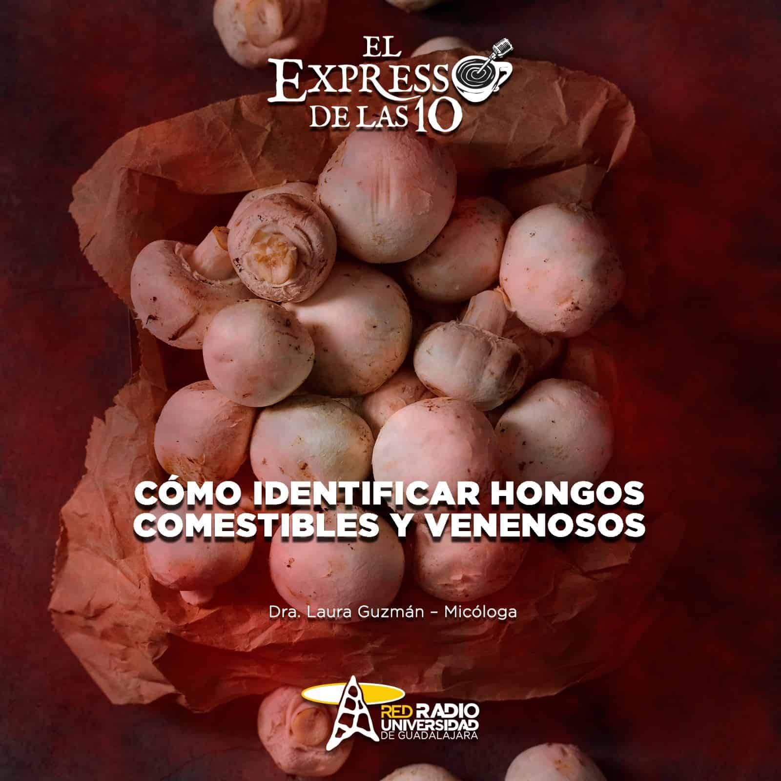 Cómo identificar hongos comestibles y venenosos - El Expresso de las 10 - Mi. 28 Agosto 2024