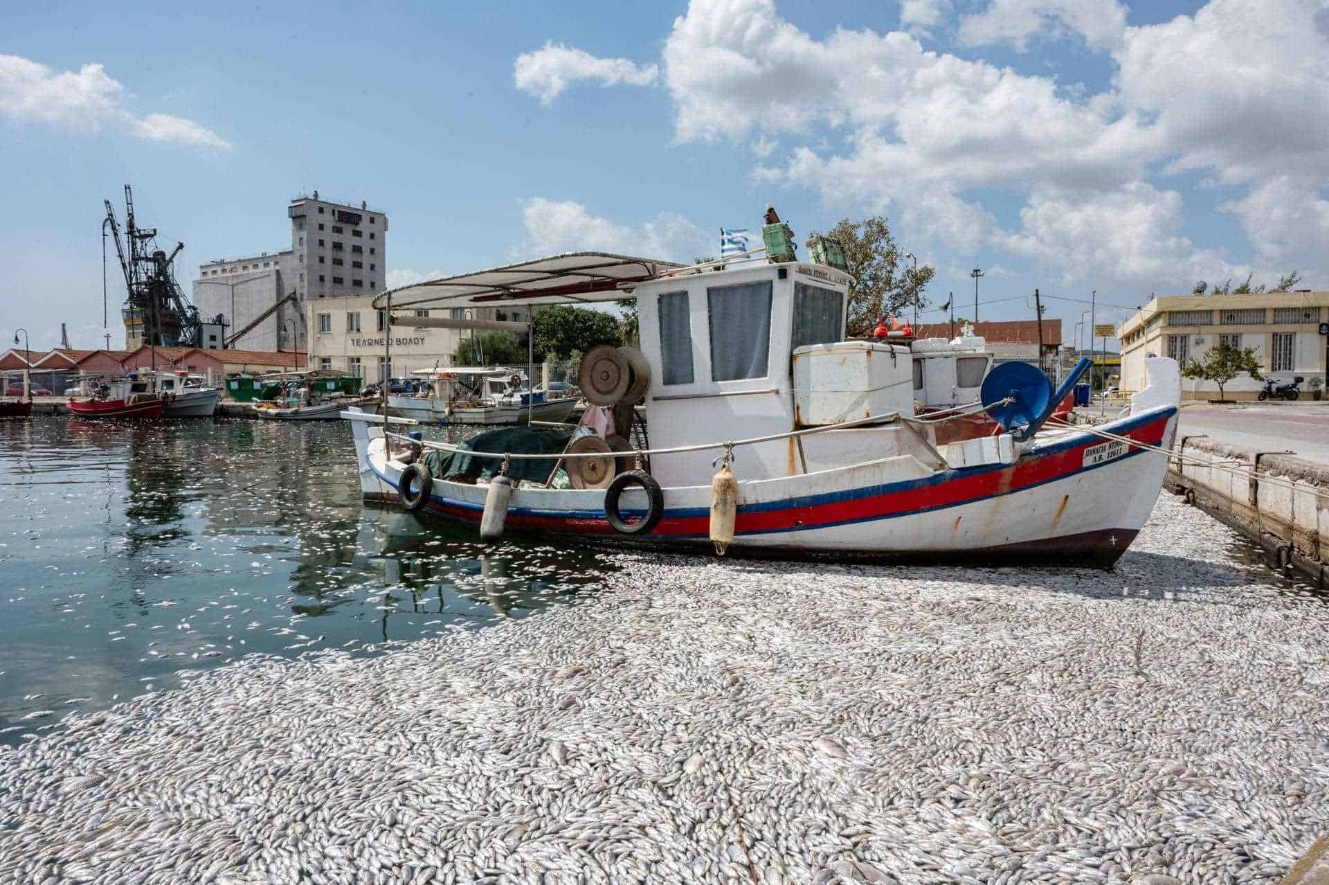 Cómo decenas de toneladas de peces muertos aparecieron en un mar griego