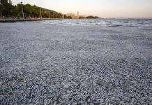 Cómo decenas de toneladas de peces muertos aparecieron en un mar griego