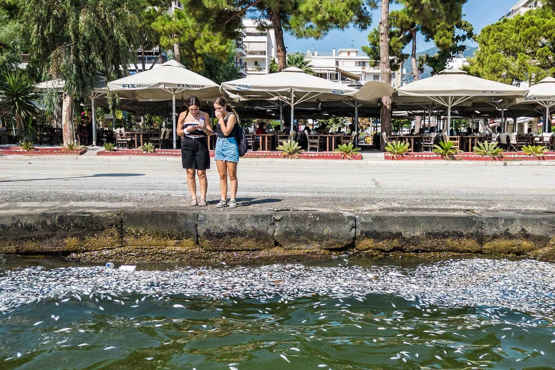 Cómo decenas de toneladas de peces muertos aparecieron en un mar griego