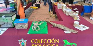 Inauguran la "Colección Biológica Itinerante" y la exposición "Belleza Alada" en la Rectoría General de la UdeG