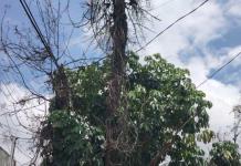 Vecinos denuncian riesgo por enorme árbol seco en San Rafael