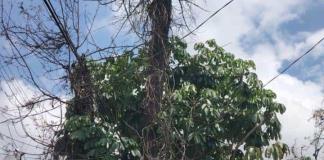 Vecinos denuncian riesgo por enorme árbol seco en San Rafael