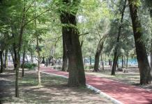 Plantan mal y a medias árboles en el Parque San Rafael 