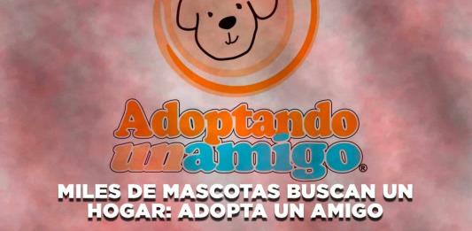 Miles de mascotas buscan un hogar: Adopta un amigo - El Expresso de las 10 - Lu. 02 Septiembre 2024