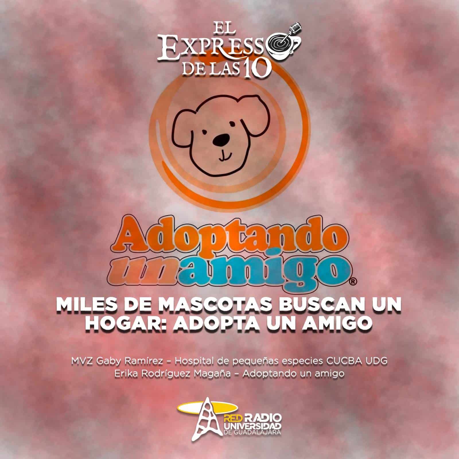 Miles de mascotas buscan un hogar: Adopta un amigo - El Expresso de las 10 - Lu. 02 Septiembre 2024