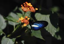 El jardín Botánico de Cali, el lugar donde se cuida el oro verde de Colombia