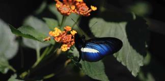 El jardín Botánico de Cali, el lugar donde se cuida el oro verde de Colombia