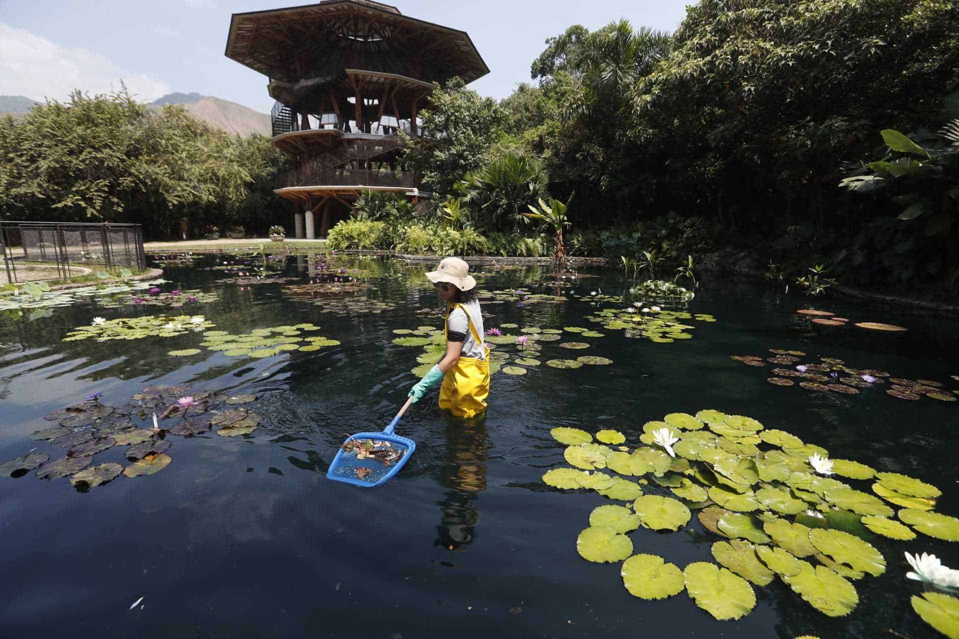 El jardín Botánico de Cali, el lugar donde se cuida el oro verde de Colombia