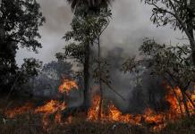 Un Día de la Amazonía marcado por la sequía y los incendios en Brasil