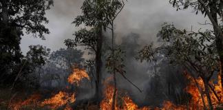 Un Día de la Amazonía marcado por la sequía y los incendios en Brasil