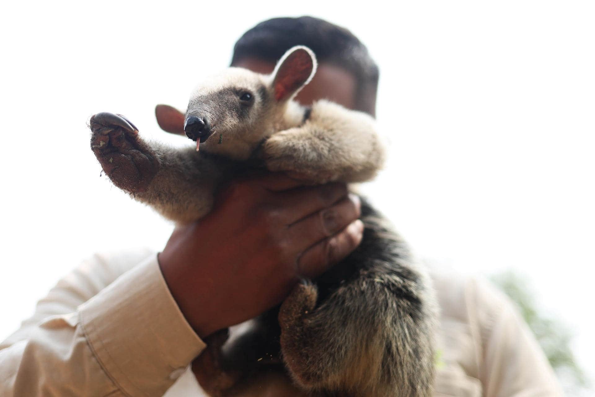 La gran fauna de Bolivia en peligro por los incendios forestales y cazadores furtivos