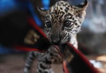 La gran fauna de Bolivia en peligro por los incendios forestales y cazadores furtivos