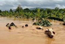 Las inundaciones arruinan a campesinos del norte de Vietnam