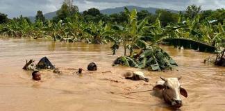 Las inundaciones arruinan a campesinos del norte de Vietnam