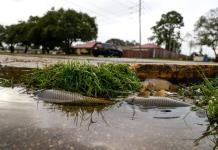 Se forma en medio del Atlántico Gordon, la sexta tormenta tropical de la temporada