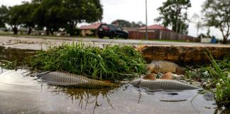 Se forma en medio del Atlántico Gordon, la sexta tormenta tropical de la temporada