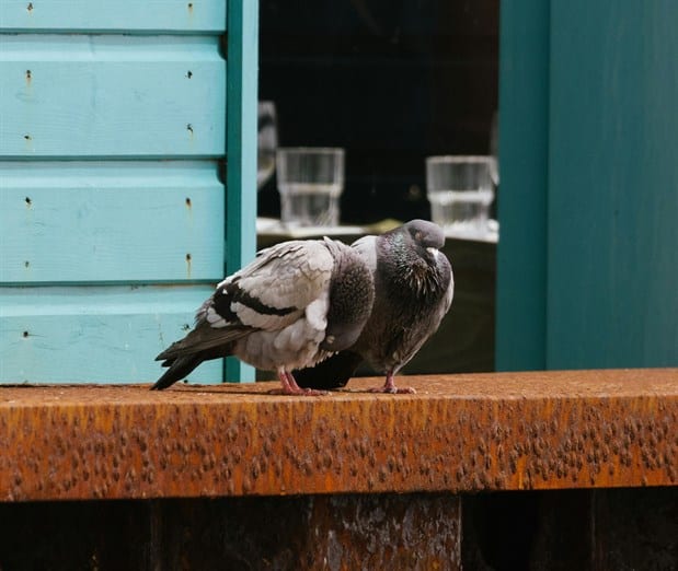 Respirar por el trasero o palomas para guiar misiles: estudios que merecieron el anti-Nobel