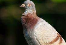 Respirar por el trasero o palomas para guiar misiles: estudios que merecieron el anti-Nobel