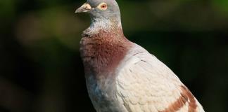 Respirar por el trasero o palomas para guiar misiles: estudios que merecieron el anti-Nobel