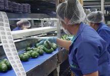 México acuerda con EE.UU. que Agricultura supervise huertos para exportación de aguacate