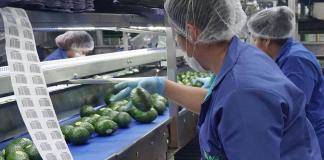 México acuerda con EE.UU. que Agricultura supervise huertos para exportación de aguacate