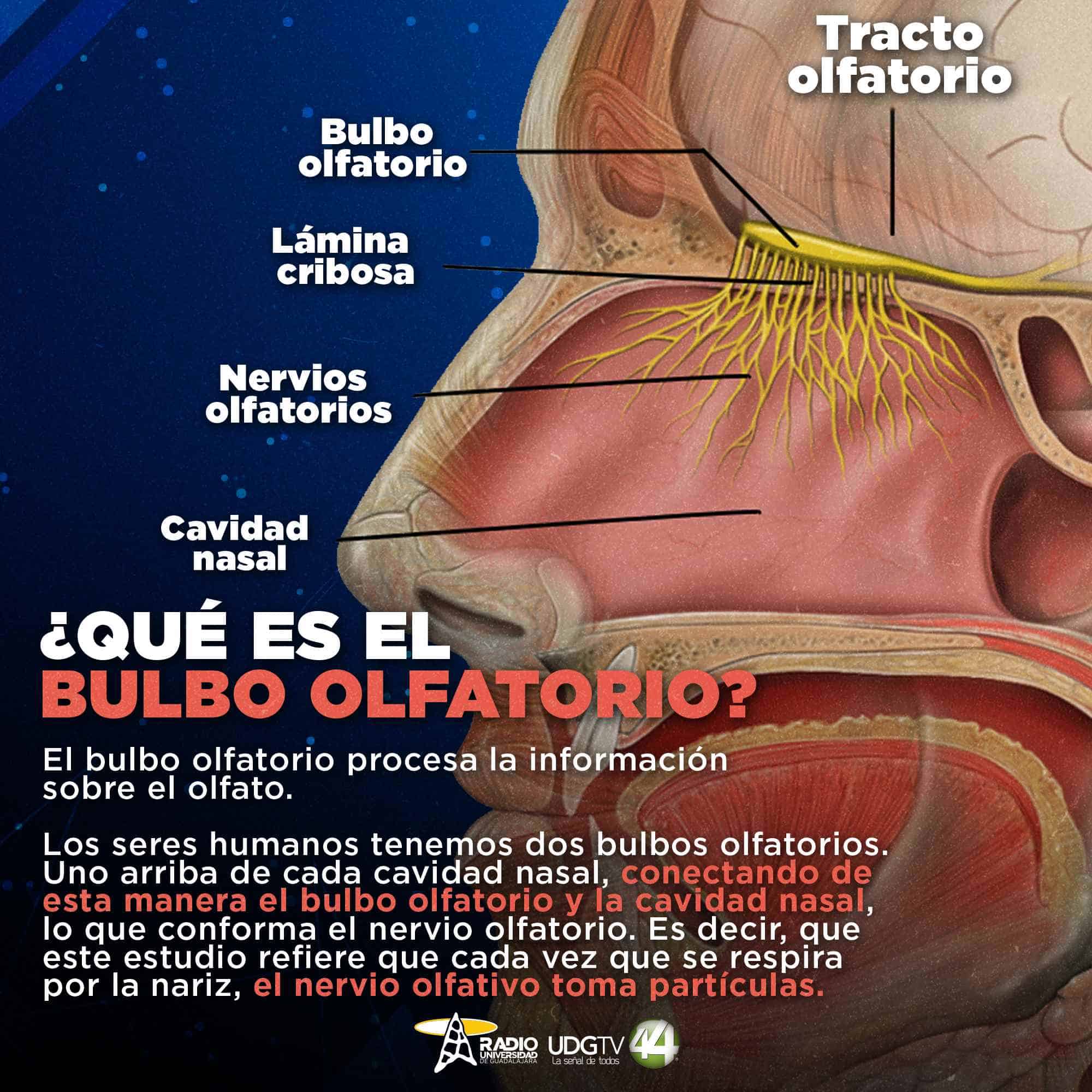 Microplásticos llegan al cerebro por medio de la respiración, señala estudio