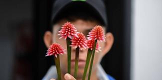 De maleza a emblema: una flor amazónica adorna la COP16 en Colombia