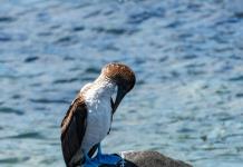 Científicos investigan el origen de metales pesados en aves de las Islas Galápagos