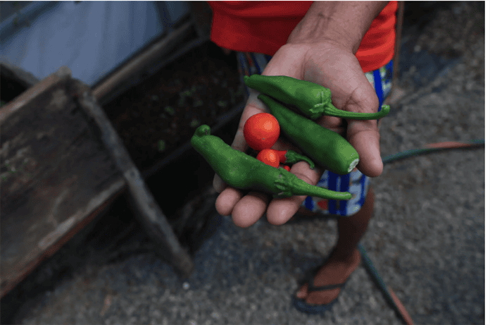 Migrantes varados en la frontera norte de México cultivan sus propios alimentos