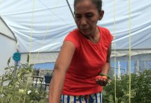 Migrantes varados en la frontera norte de México cultivan sus propios alimentos