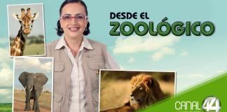 Desde el Zoológico