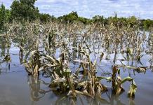 Cambio climático tiene relación directa con inseguridad alimentaria mundial, afirma especialista