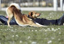 Los humanos hablan más despacio con los perros para mejorar la comprensión