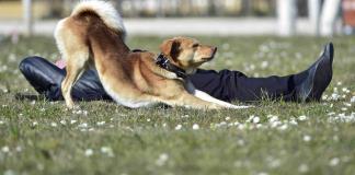 Los humanos hablan más despacio con los perros para mejorar la comprensión