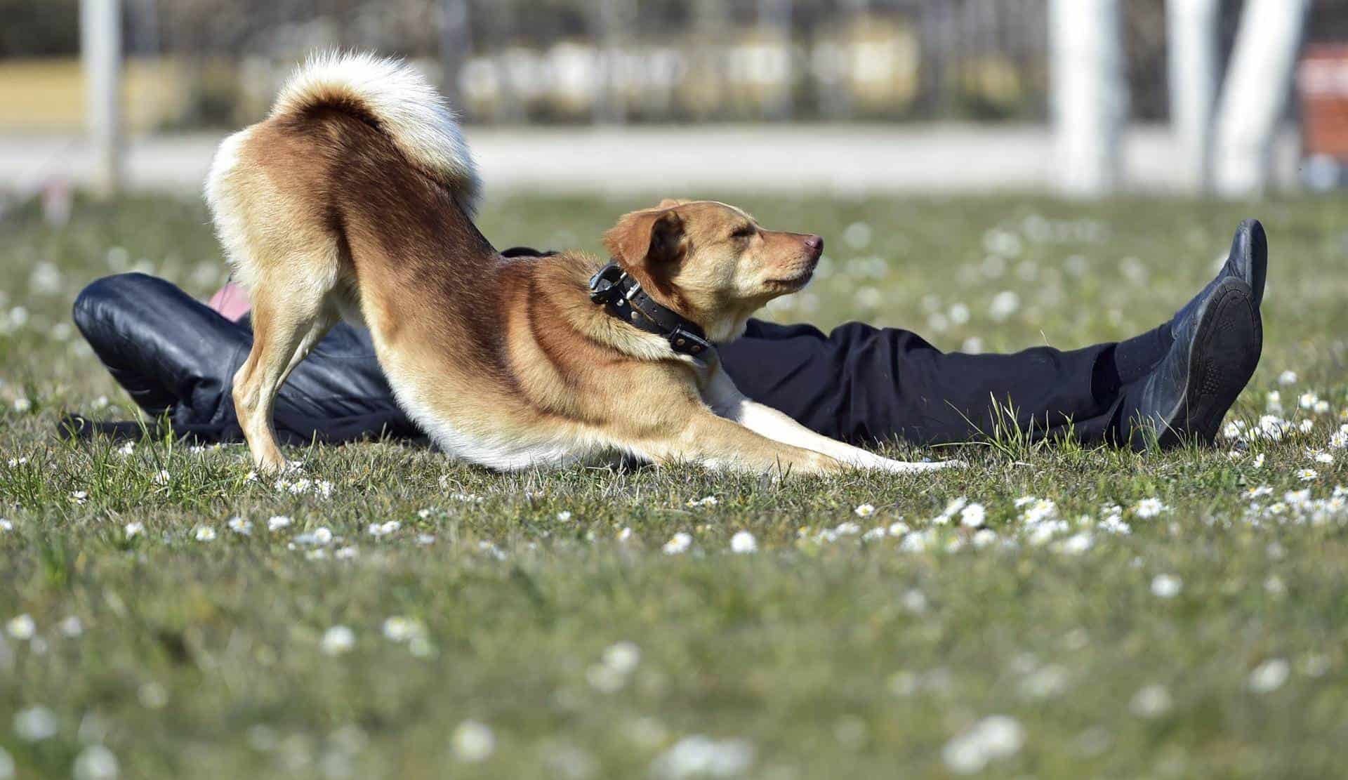 Alemania registra recaudación récord de impuesto sobre perros domésticos