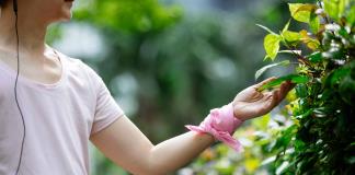 Un estudio sugiere que la música ayuda al crecimiento de plantas