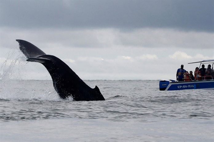 Las colisiones de tiburones ballena y barcos pueden crecer con el calentamiento del océano