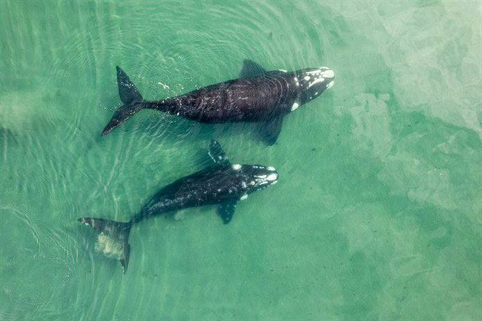 Las colisiones de tiburones ballena y barcos pueden crecer con el calentamiento del océano