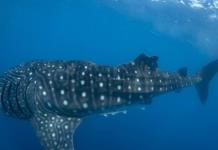 Las colisiones de tiburones ballena y barcos pueden crecer con el calentamiento del océano