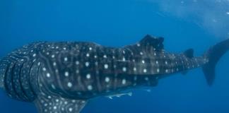 Las colisiones de tiburones ballena y barcos pueden crecer con el calentamiento del océano