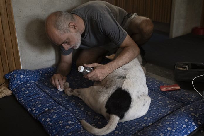 En un Brasil con cada vez menos niños las mascotas se llevan los mimos