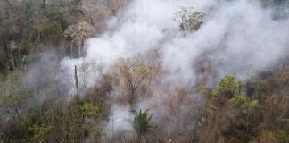 La extracción ilegal de madera en la Amazonía brasileña creció un 19 % en un año