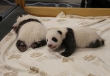 Las pandas mellizas del zoo de Berlín abren sus ojos