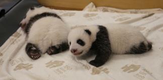 Las pandas mellizas del zoo de Berlín abren sus ojos